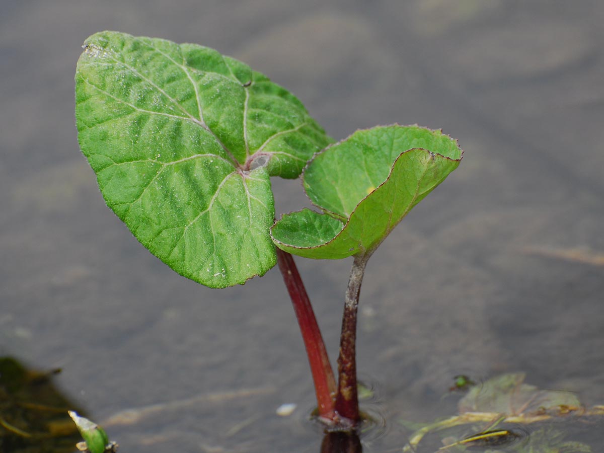 junges Blatt